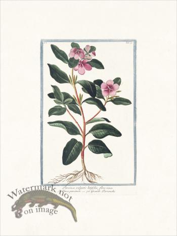 Bonelli 097 Greater Periwinkle